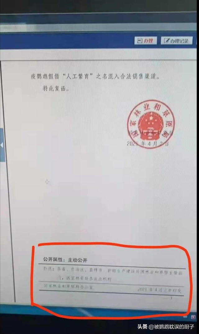 好消息！河南省开展鹦鹉标识试点，人工繁育这四种鹦鹉可合法出售