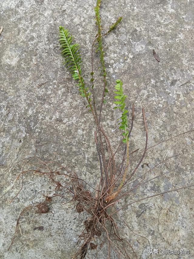 肾蕨盆栽的种植