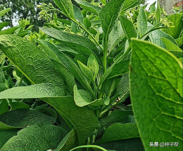 高产高蛋白牧草，俄罗斯饲料菜，种一次收割15~20年，该怎么种？