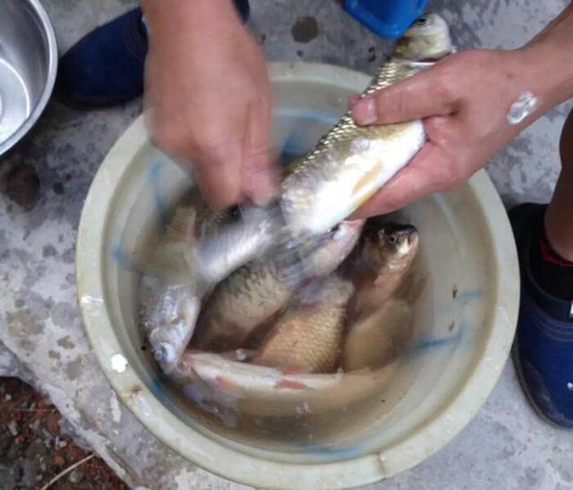 传统方法炖，家庭破壁机打浆，都可将鲫鱼汤做的又浓又白天然本味