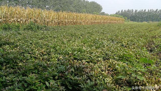 出大招了，原来中药材种植可以这么简单！