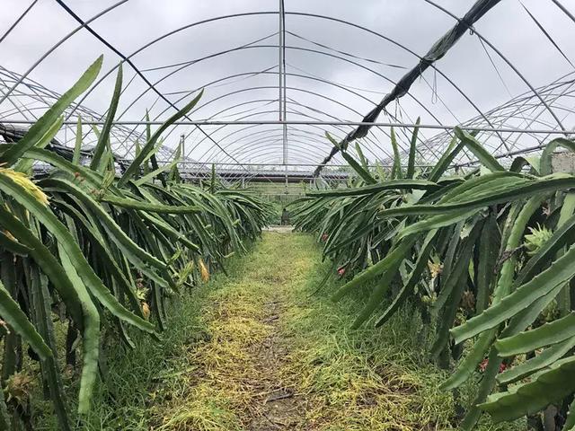 7月拒绝高温，乐山周边这些高颜值的乡村，了解一下吧！