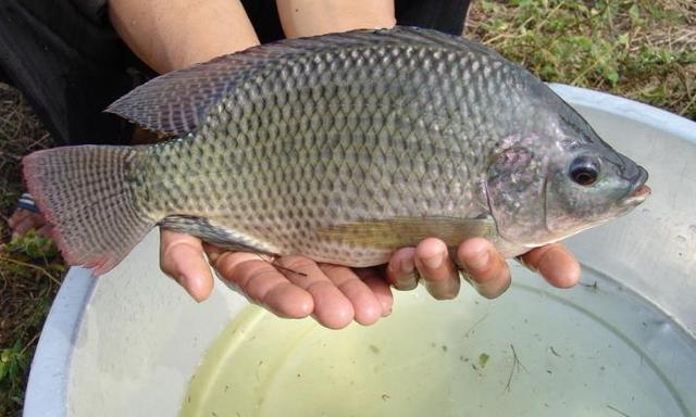 “变种罗非鱼”正在海南河道，水库中迅速繁殖，实在引人担忧