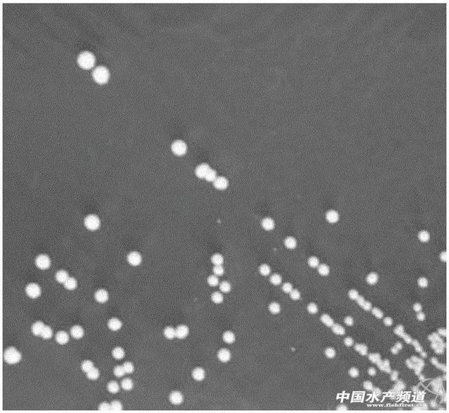 水产养殖用微生物制剂的特性和作用与使用方法