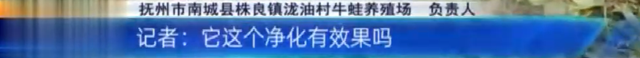 抚州南城：村里有家牛蛙养殖场 村民烦恼不断