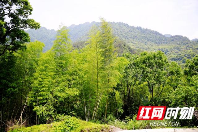 龙山：大山深处的藏香猪