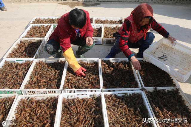 小龙虾虾苗为什么会红壳？有什么办法让小龙虾虾苗变回青壳虾苗？