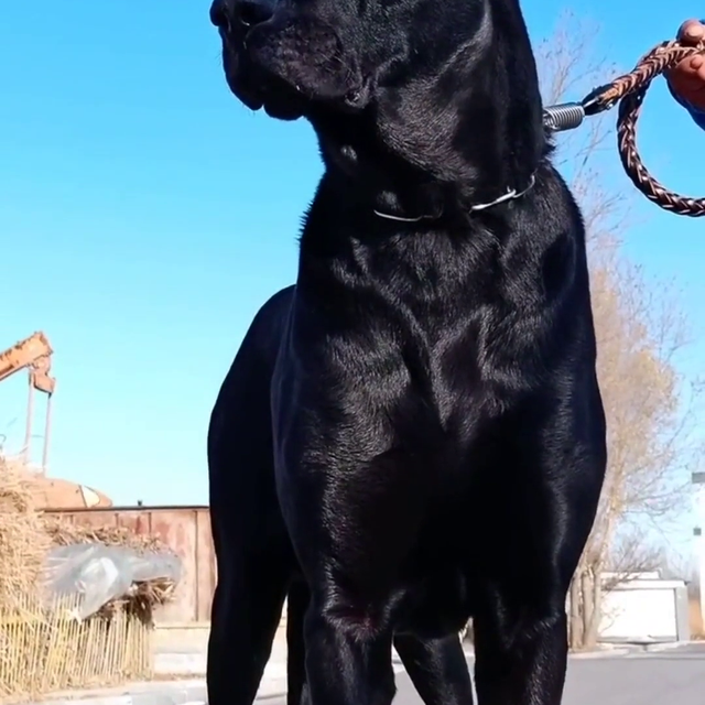 昆明市哪里有养黑狼犬的犬舍  内蒙古自治区兴安盟黑狼犬...