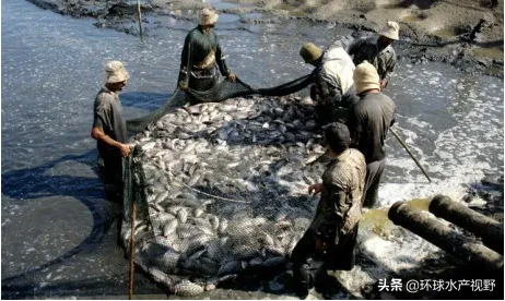 埃及罗非鱼教父，引领埃及水产行业发展，值得所有养殖户学习