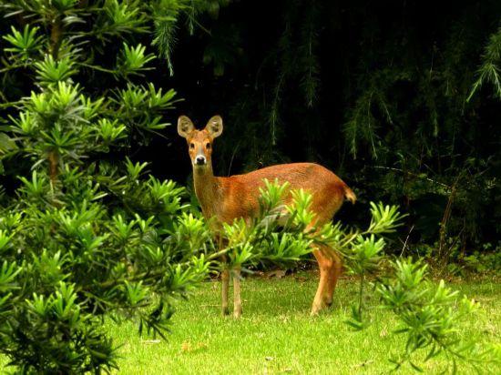 促进生物野外种群恢复，它们被放归重回故里！