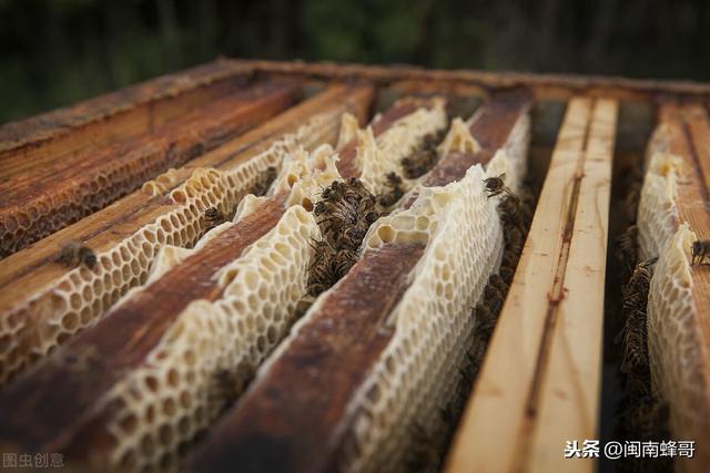 1箱蜜蜂2只王，组织容易管理难，专业养殖场如何操作