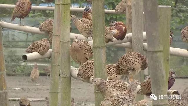 「脱贫攻坚巾帼风采」杨红：发展山鸡养殖带领贫困群众共同致富