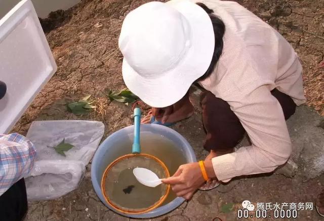 连续17年淡水养虾成功，这对泰国夫妇究竟用了什么“奇招妙手”？