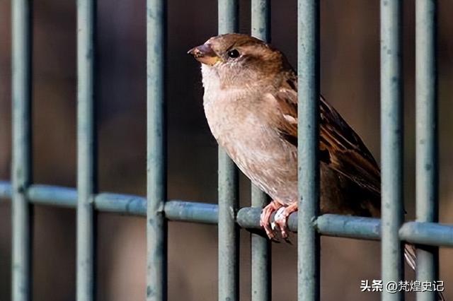 捕获和圈养对欧亚树麻雀繁殖血浆皮质酮和代谢物水平的影响