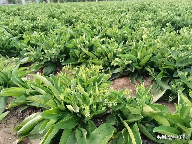 高产高蛋白牧草，俄罗斯饲料菜，种一次收割15~20年，该怎么种？