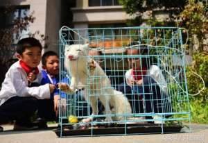 狐狸大型养殖场(郑州一居民楼楼顶惊现北极狐，原来它长这么萌……)