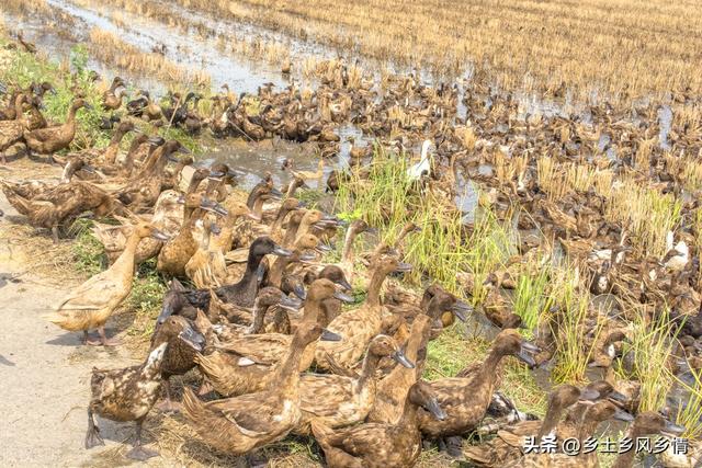 养鸭能手摸索出的窍门：四招让蛋鸭提高产蛋率