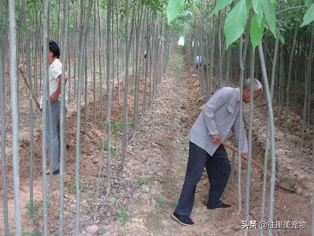 它俗名叫做知了猴，是很多人童年的记忆，现在已经身价暴涨