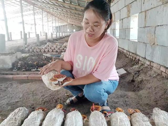 阳信一合作社灵芝试种成功