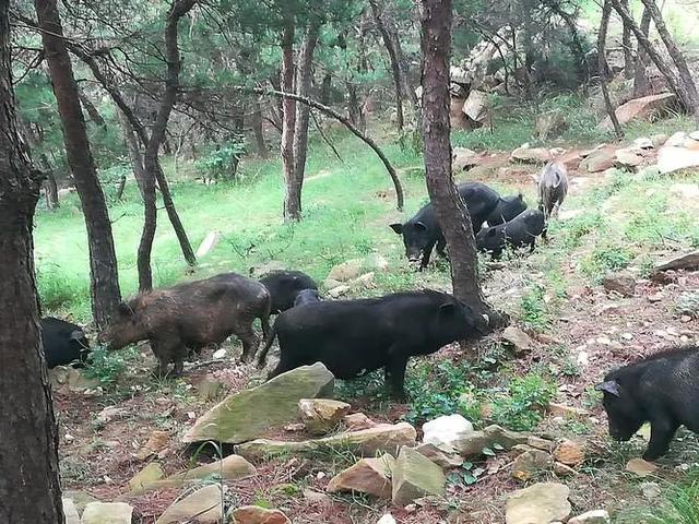 清远大塘山农场藏香猪养殖基地