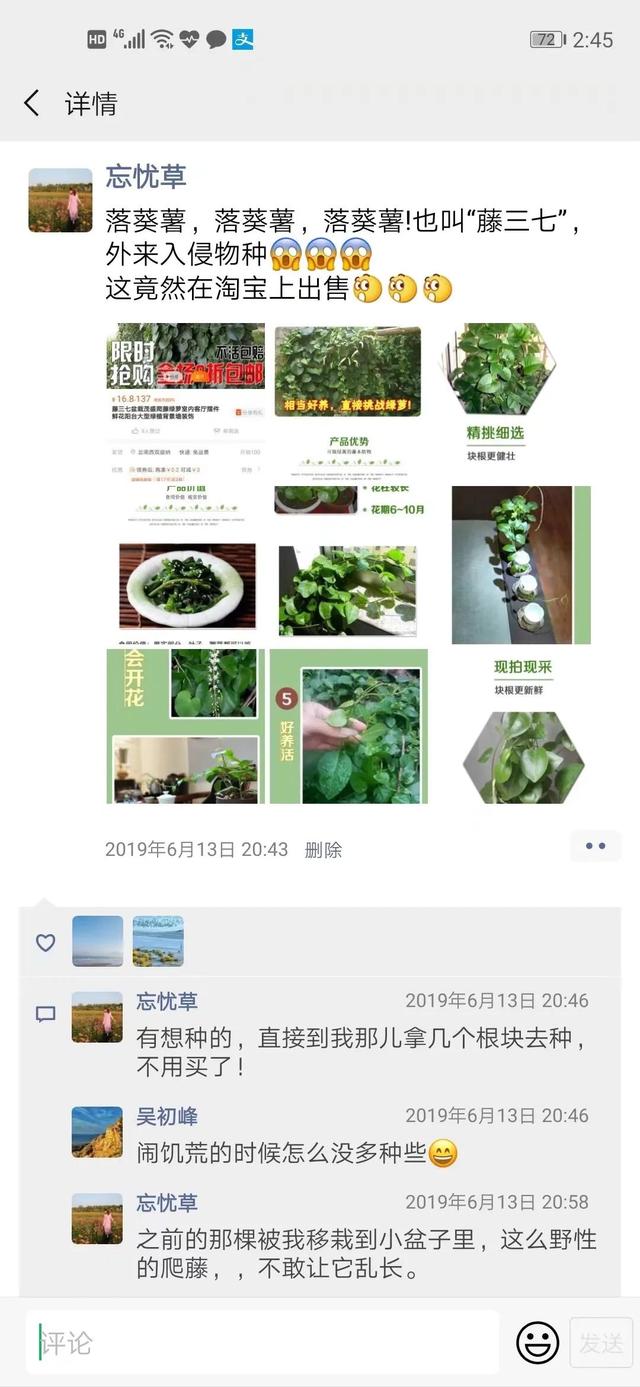 随笔：那棵藤三七