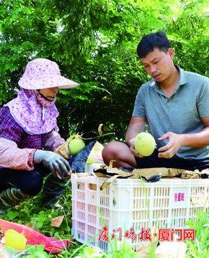 同安果农洪求龙制作种果短视频 点击量最高近10万次