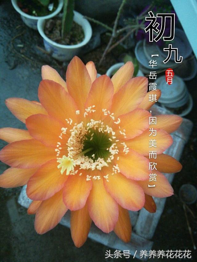 仙人柱子不是不开花，而是开花非常美，因为没有达到他开花的条件