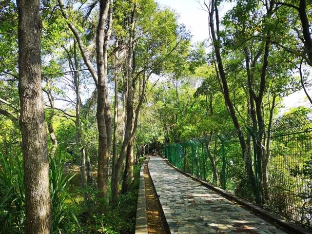 鹏城风致 深圳平湖生态园