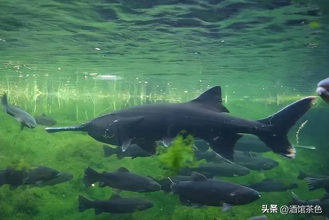 匙吻鲟生物学特性及科学高效的人工养殖技术