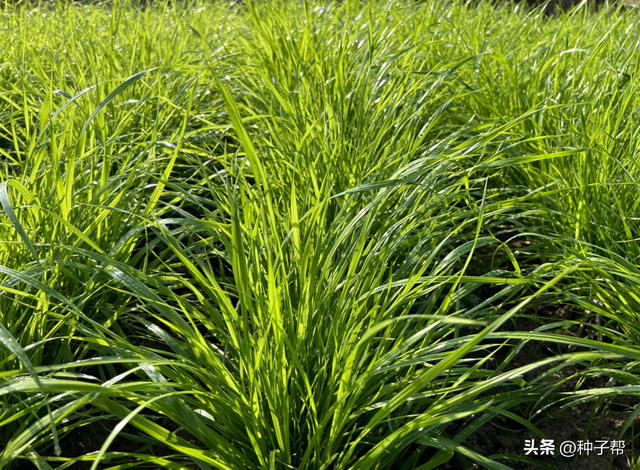 牧草包括哪些种类？该怎么正确区分？引种时应该注意哪些事项？