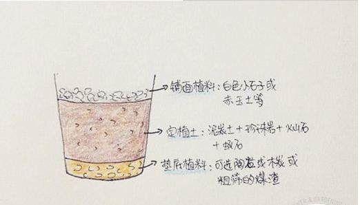 办公室环境，一招养护多肉植物