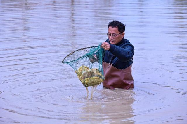 潢川：甲鱼养殖 助力乡村振兴