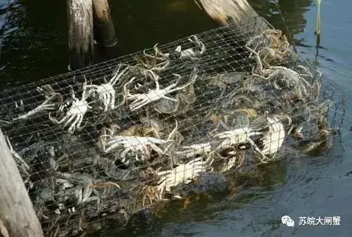 河蟹养殖----水质管理技术