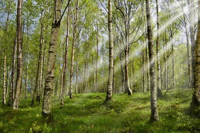 你在山地应种植什么？农村最赚钱的山地种植选择