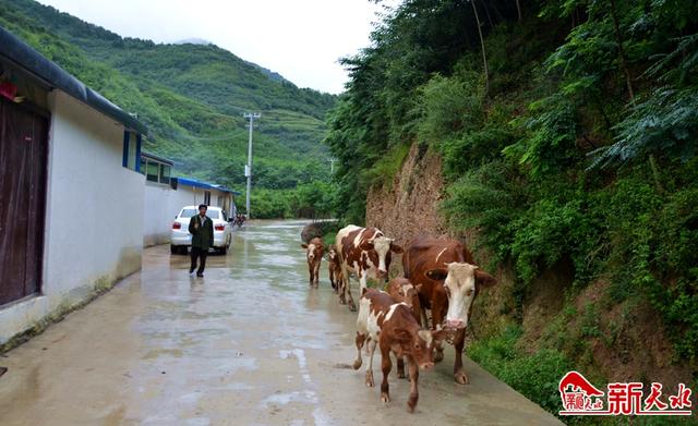 秦州银河村：“念”好养殖“经”过上“牛”日子