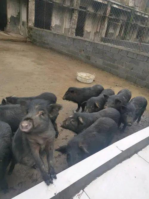 清远大塘山农场藏香猪养殖基地