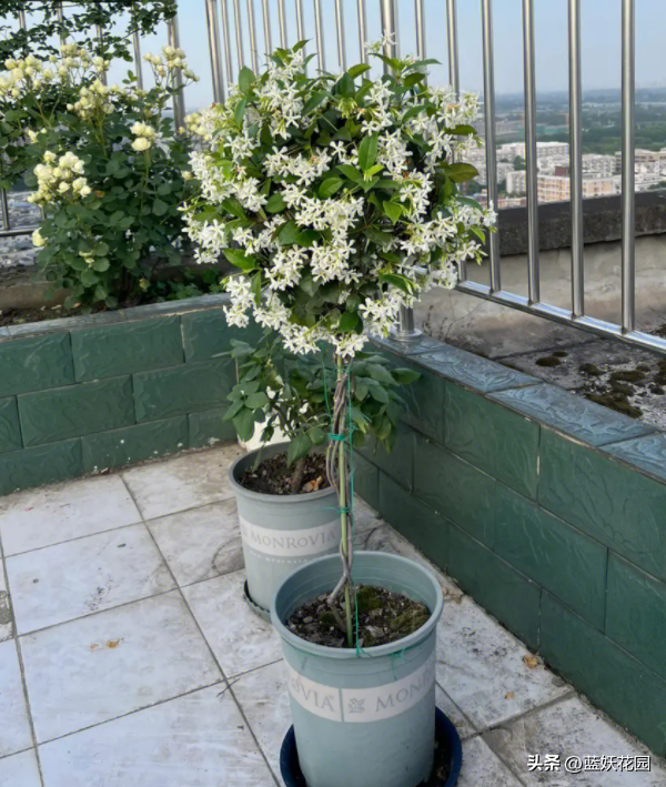 风车茉莉太香啦，好养开花多，早春做好4点，管理省心长得快。