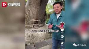 石龟种龟养殖视频(南京灵谷寺明代龟趺脖颈被游客点蜡熏黑，或产生不可逆损伤)