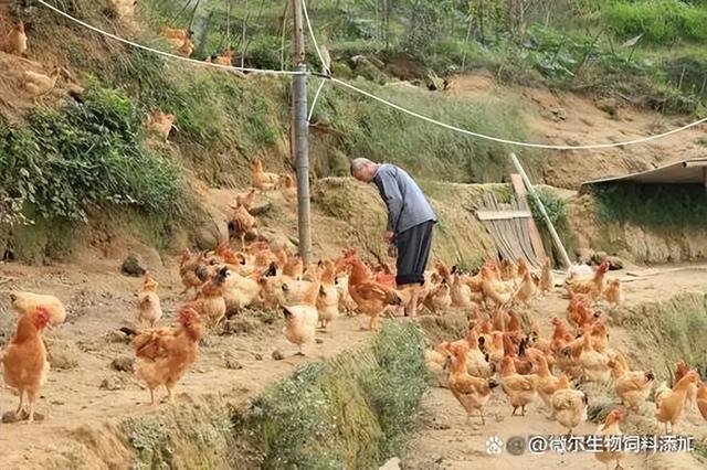 一亩山地最高养多少只土鸡合适？这样每天多赚50元