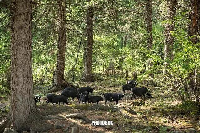 清远大塘山农场藏香猪养殖基地