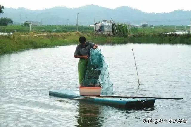 鱼虾养殖，按照这种方法，一亩鱼塘可获双倍收益