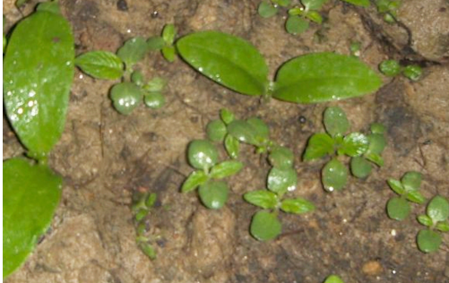 补铁、钙的木耳菜 高效种植技巧