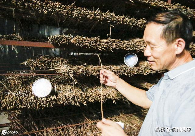 养蝉带来经济效益，细节管理影响孵化率和成蝉率，蝉户要重视细节