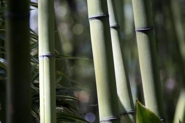 你在山地应种植什么？农村最赚钱的山地种植选择