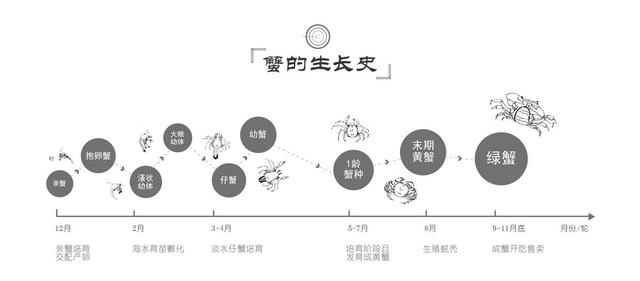 大闸蟹的生长