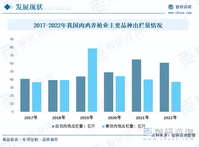 【前景趋势】一文读懂2023年肉鸡养殖行业未来发展前景