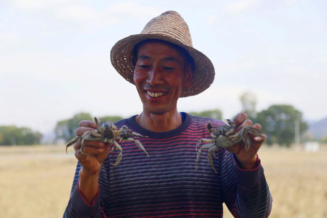 稻香蟹肥话丰年