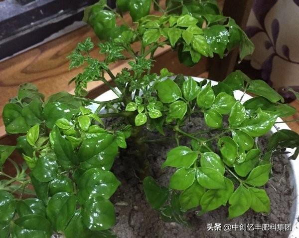 菜豆树叶子变黄是什么原因，怎么解决？