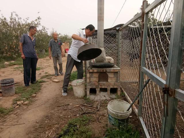 6旬老哥俩果园养赛狗 不为挣钱 只为图个乐