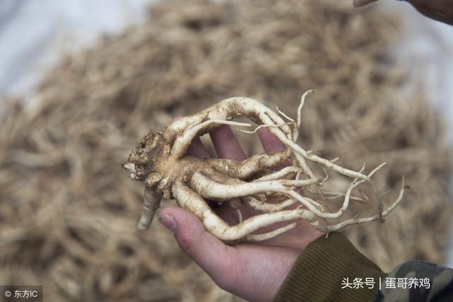 老兽医总结的24个止咳平喘中药草，治疗鸡群呼吸道，养鸡人收藏吧